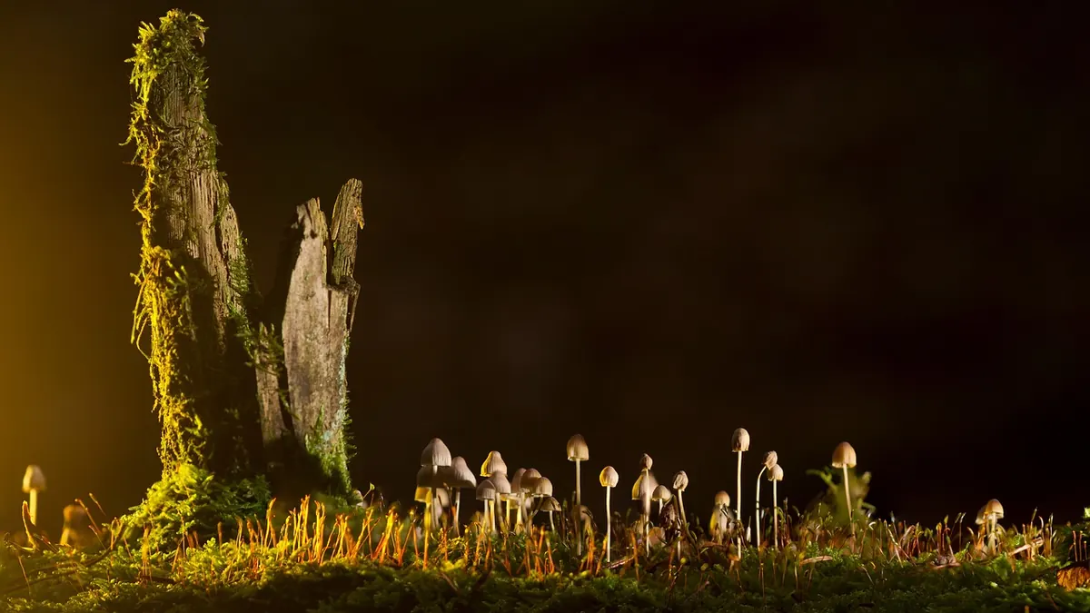 A Checklist for Leading a Parable Study Group