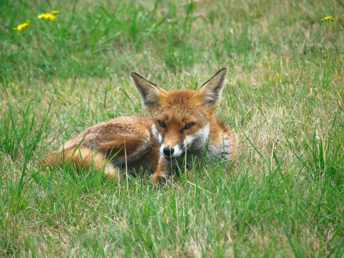 Parables vs Fables: A Side-by-Side Comparison with Examples